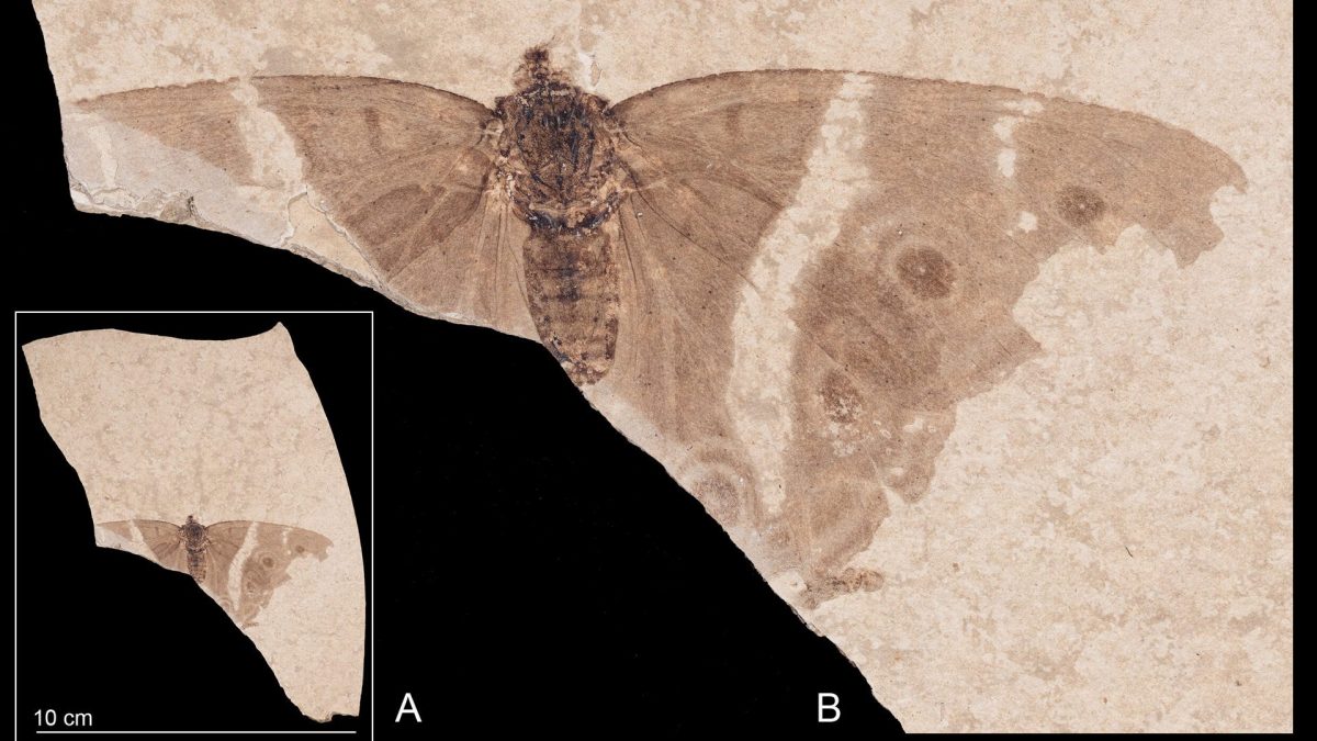 Il fossile della farfalla imperatore. Credit: Crediti: SMNS, Hossein Rajaei