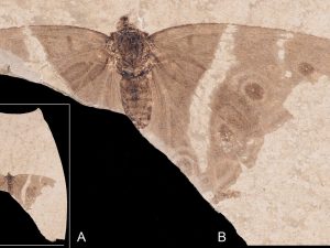 Magnifico fossile di farfalla imperatore preistorica scoperto in Francia: “Ha 34 milioni di anni”