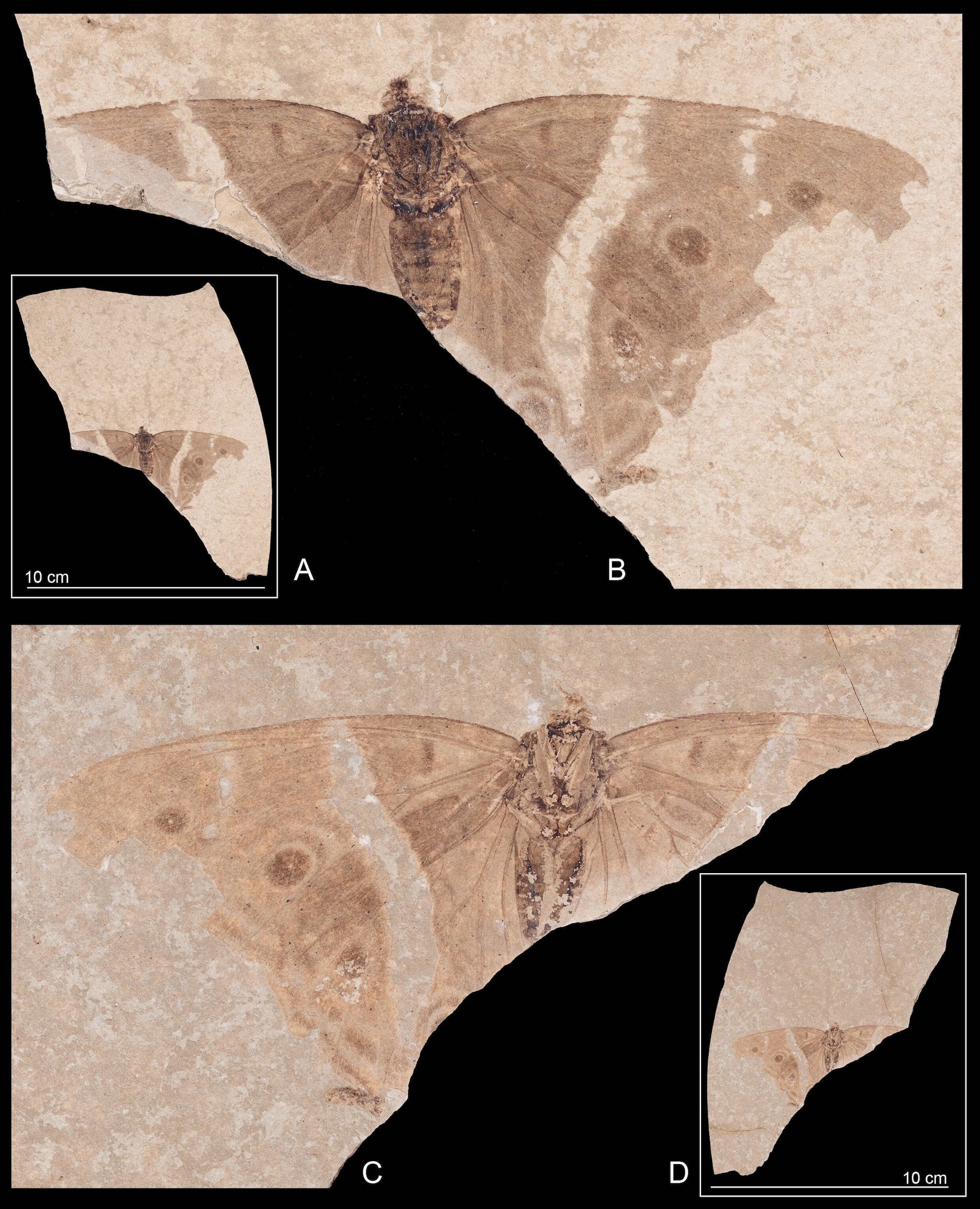 Vista anteriore e posteriore del fossile. Credit: SMNS, Hossein Rajaei