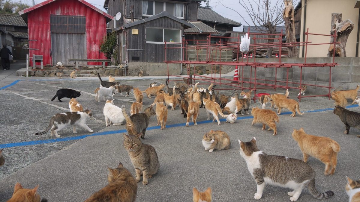 I gatti di Aoshima, in Giappone, quando sull’isola vivevano ancora centinaia di animali / Photo: iStock