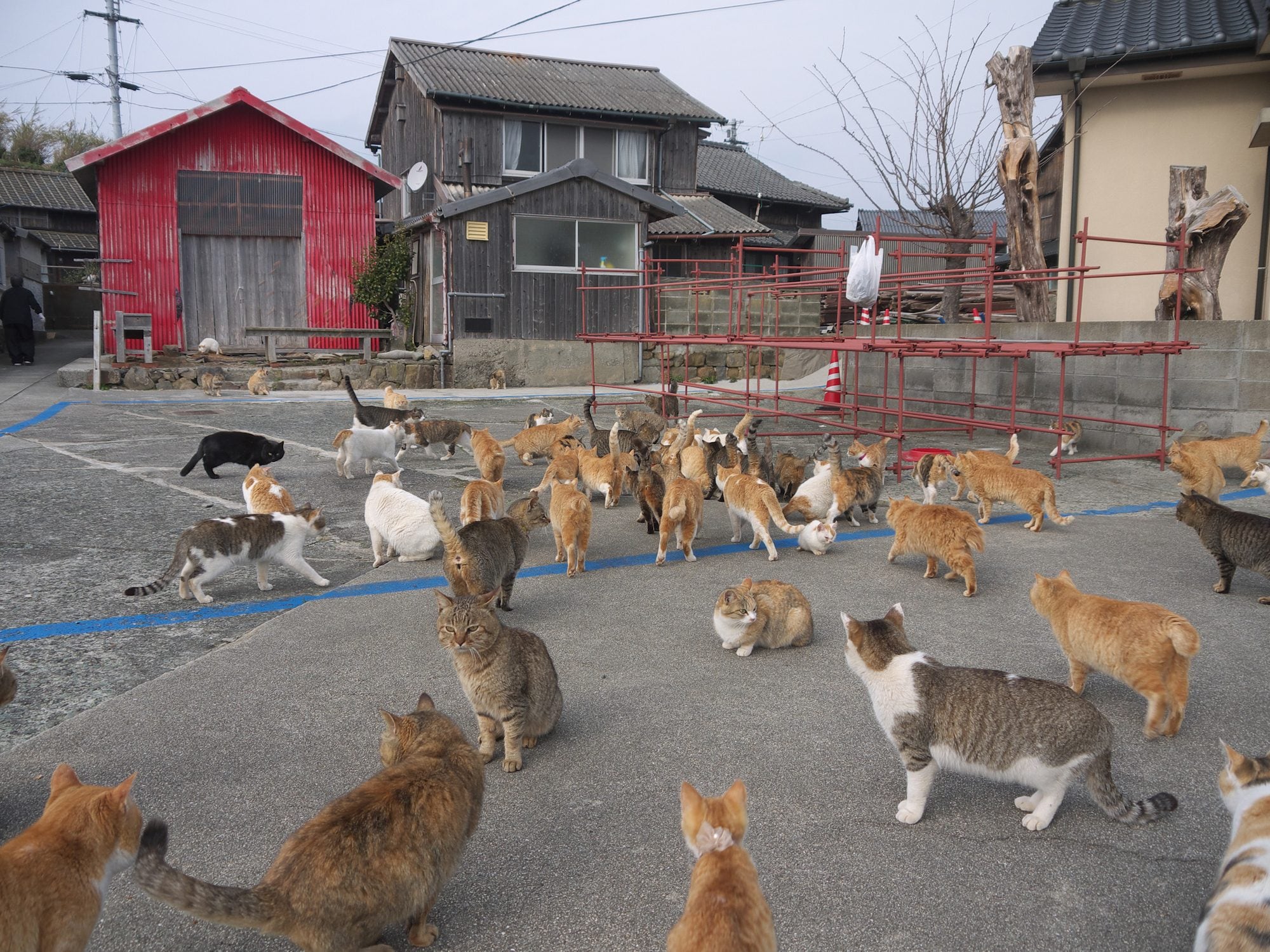 Aoshima, l’isola dei gatti in Giappone sta scomparendo silenziosamente: oggi restano solo 40 animali