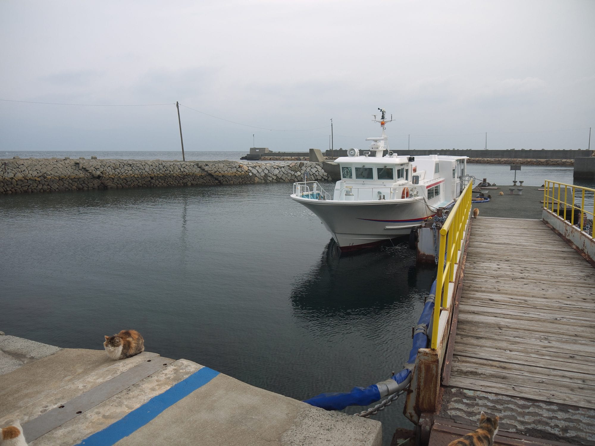 Il molo di Aoshima oggi: pochi gatti, spesso anziani, su un’isola sempre più vuota. Photo: iStock