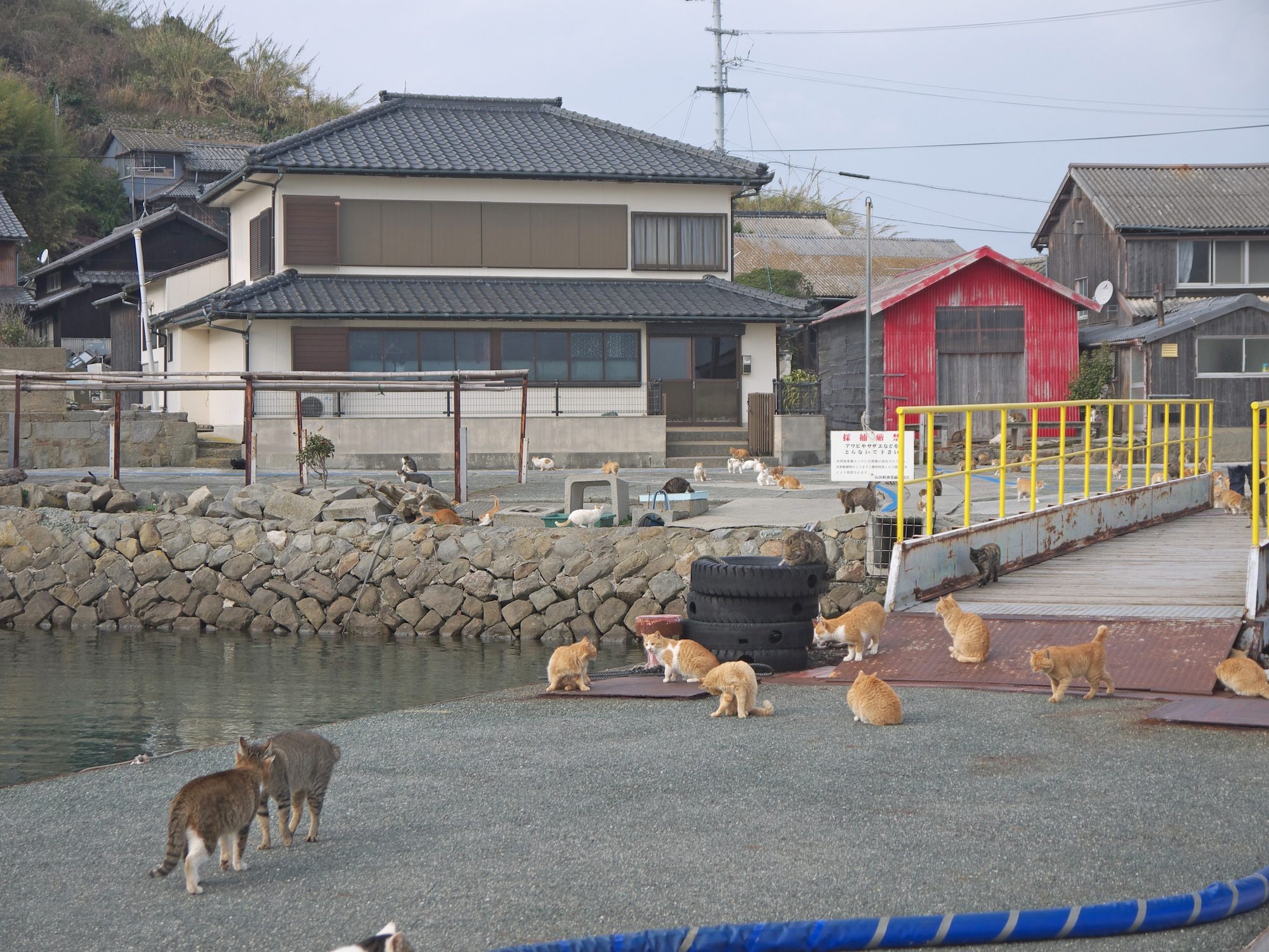 Aoshima, tra case e moli: qui per anni la presenza dei gatti è cresciuta insieme al lento spopolamento dell’isola / Credit: iStock