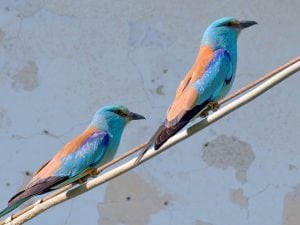 Al via da oggi l’Urban Bird Blitz, l’evento di Citizen Science per l’osservazione degli uccelli nelle città italiane