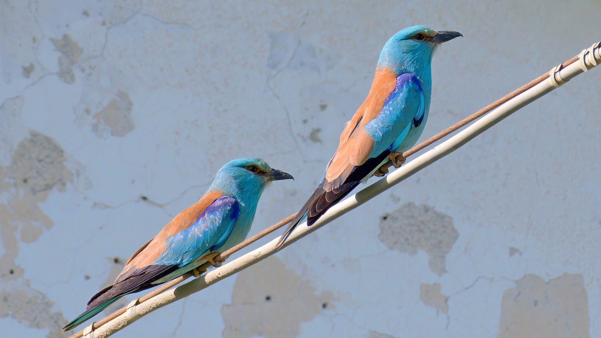Al via da oggi l'Urban Bird Blitz, l'evento di Citizen Science per l'osservazione degli uccelli nelle città italiane