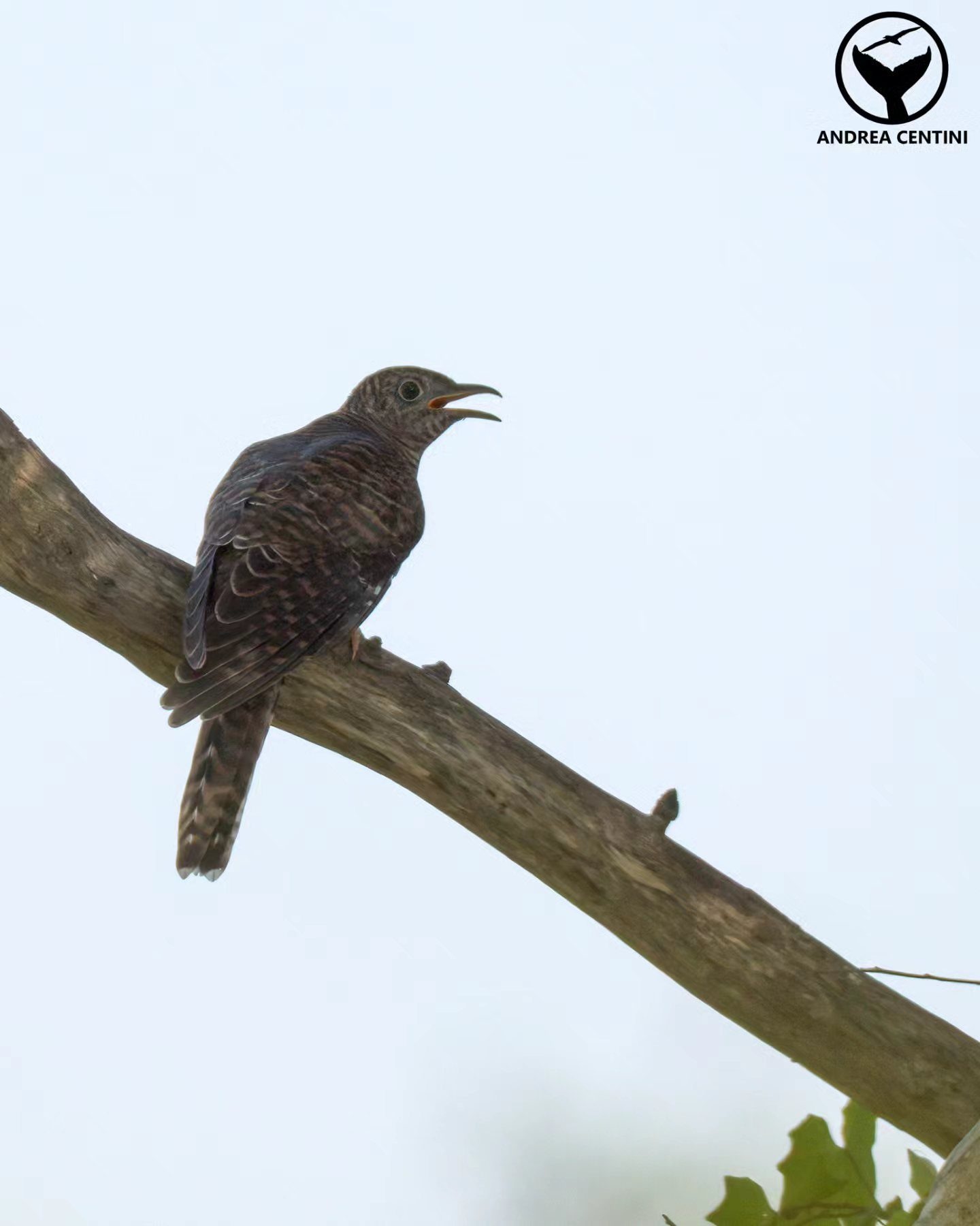 Giovane cuculo, fotografato pochi istanti dopo l’imbeccata del genitore. Credit: Andrea Centini