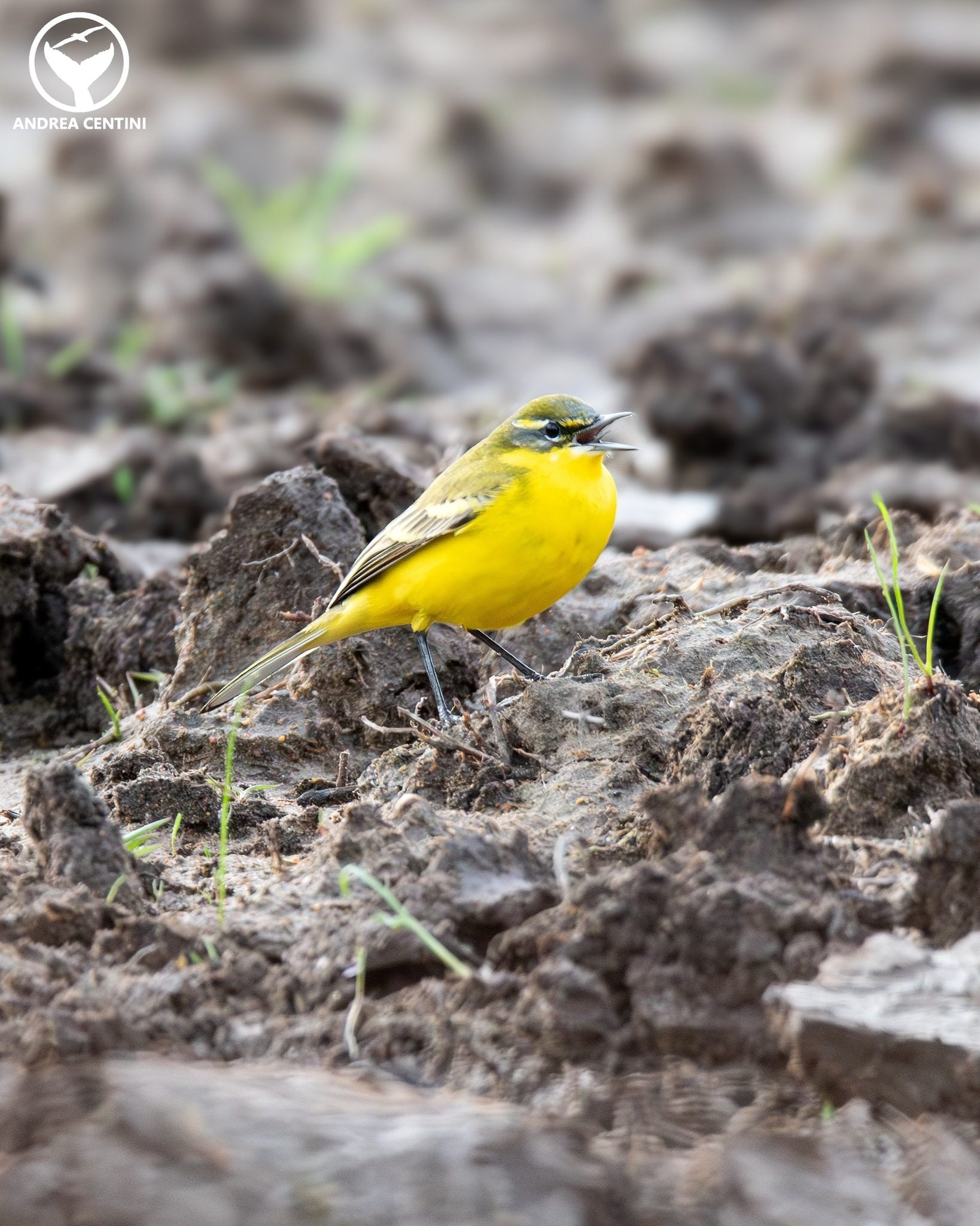 Ibrido di cutrettola. Credit: Andrea Centini