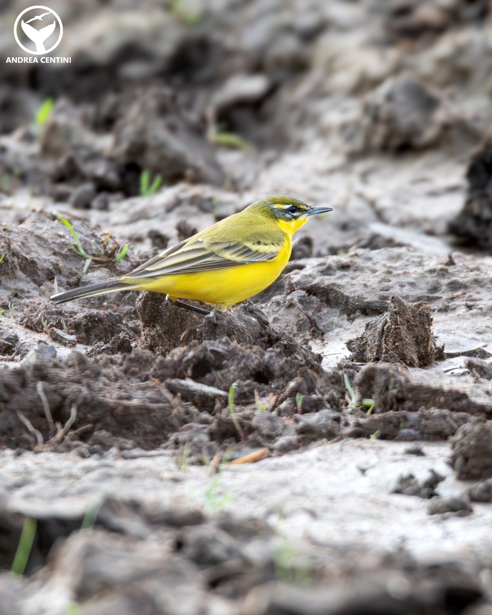 Ibrido di cutrettola. Credit: Andrea Centini