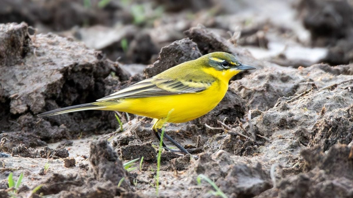 Ibrido di cutrettola al Parco Nazionale del Circeo. Credit: Andrea Centini