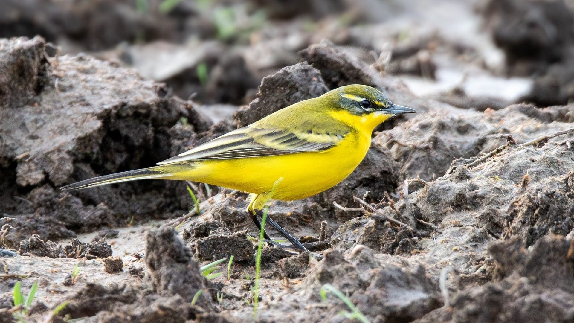 Ibrido di cutrettola al Parco del Circeo, ornitologo Corso: “Casi in aumento per riscaldamento globale”. Le foto