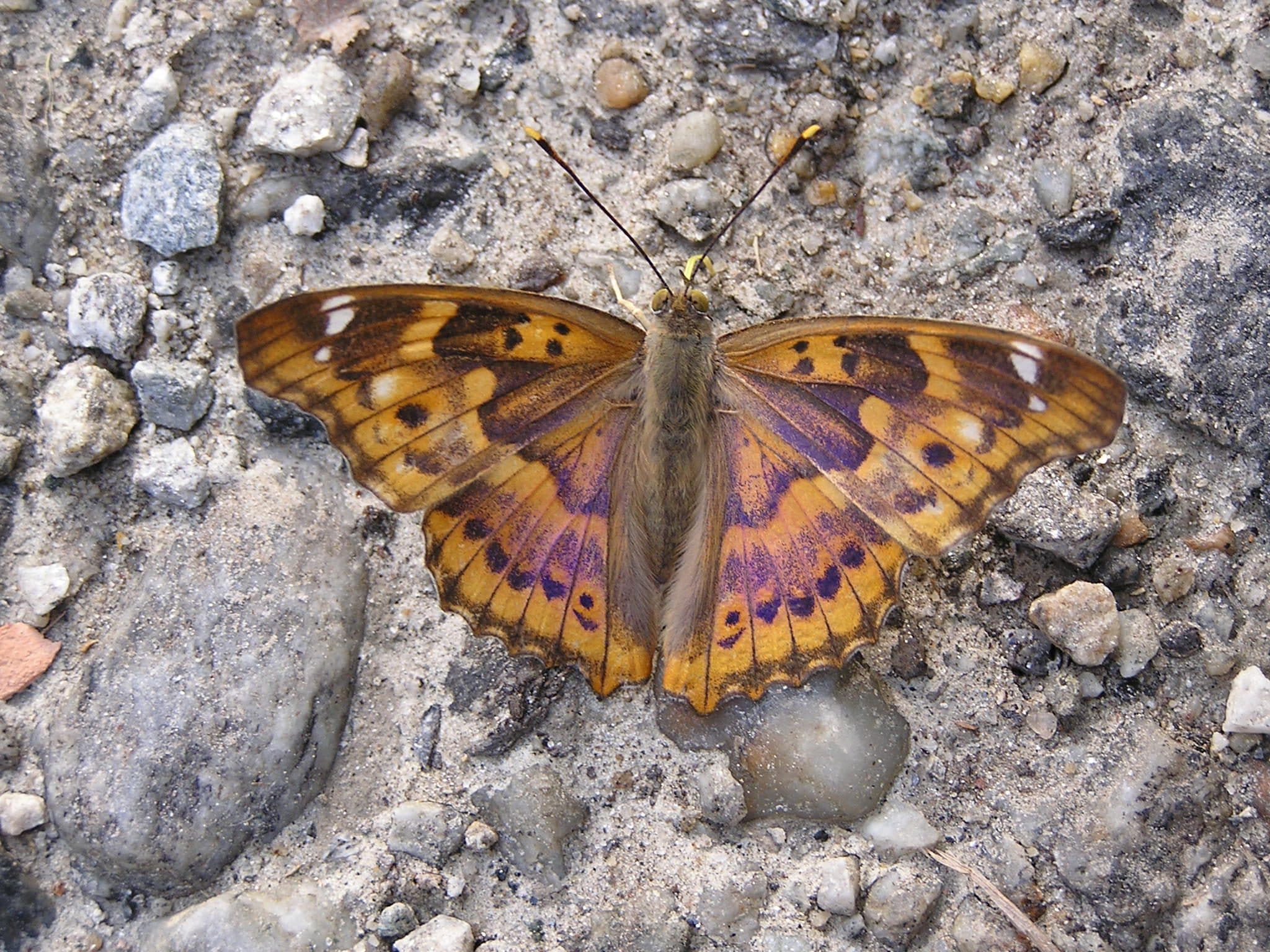 Farfalla imperatore viola minore. Credit: wikipedia