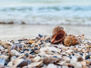 Fiji, scoperta isola artificiale di 1.200 anni: “È fatta di conchiglie, creata con scarti alimentari”