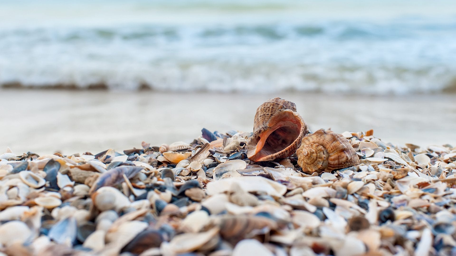 Fiji, scoperta isola artificiale di 1.200 anni: “È fatta di conchiglie, creata con scarti alimentari”