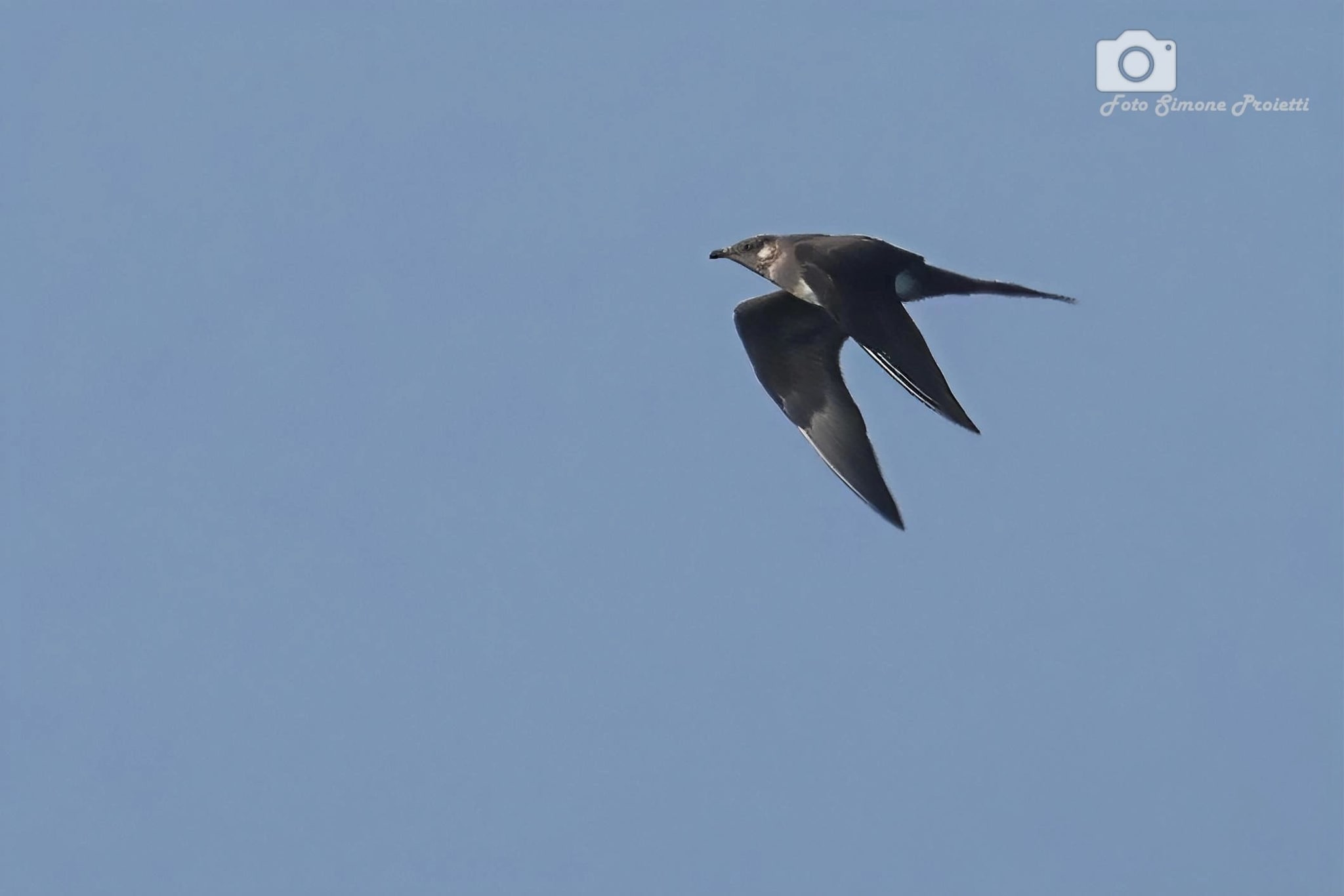 Labbo. Credit: Simone Proietti