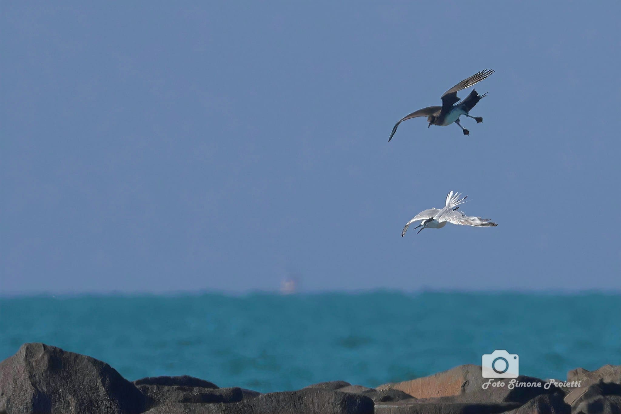 Labbo e beccapesci. Credit: Simone Proietti