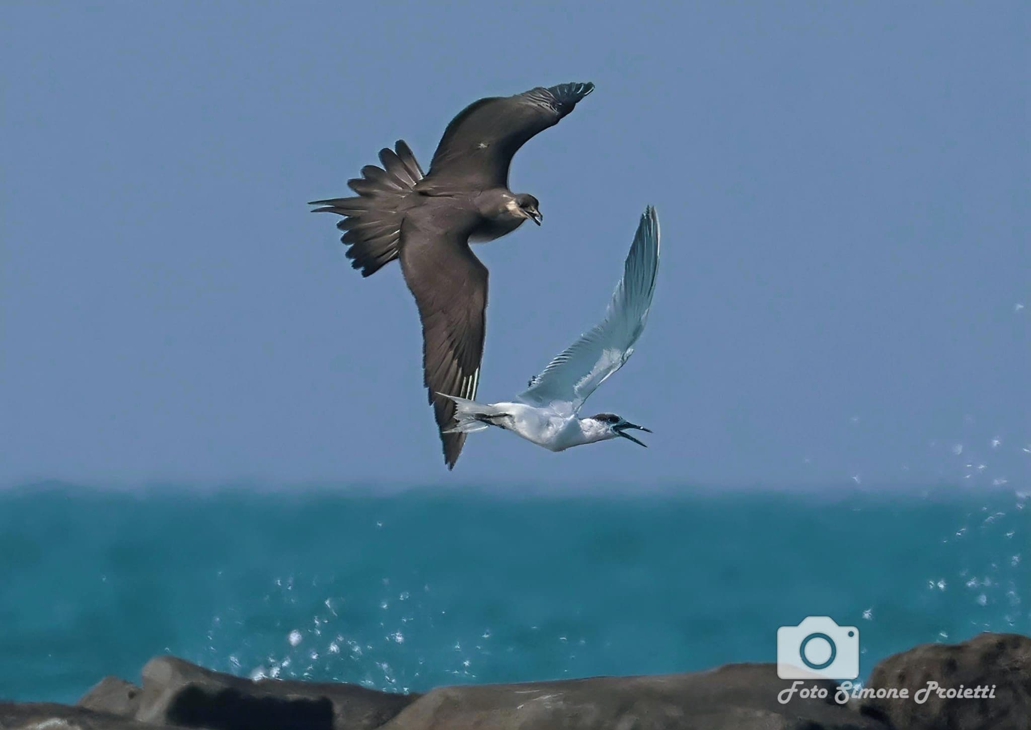 Labbo e beccapesci. Credit: Simone Proietti