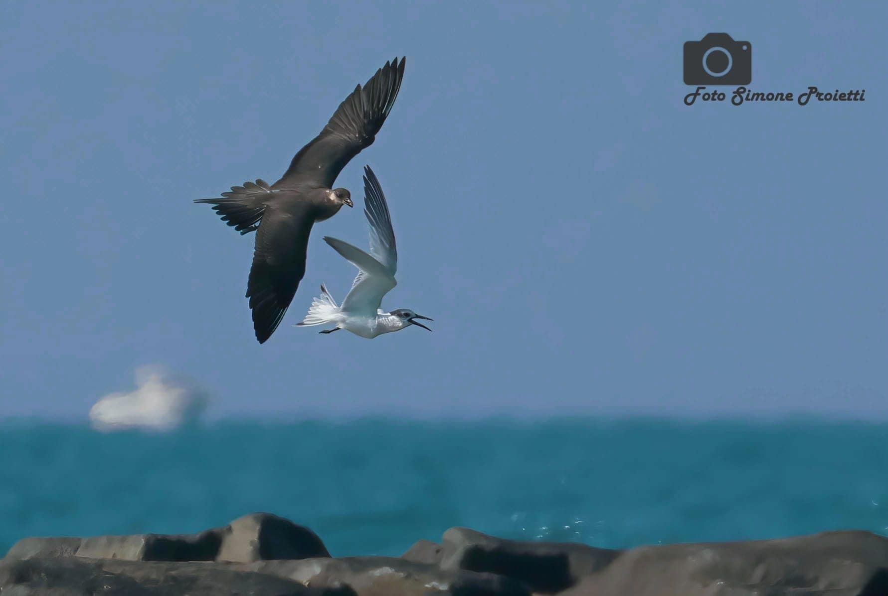 Labbo e beccapesci. Credit: Simone Proietti