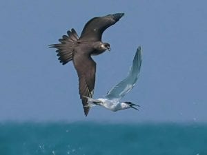 Un labbo “pirata” insegue un beccapesci per rubargli il pasto: le rare foto di Simone Proietti dalla costa laziale