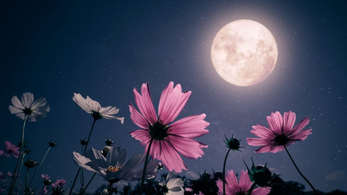 La Luna Piena dei Fiori, il plenilunio di maggio legato alla fioritura primaverile.