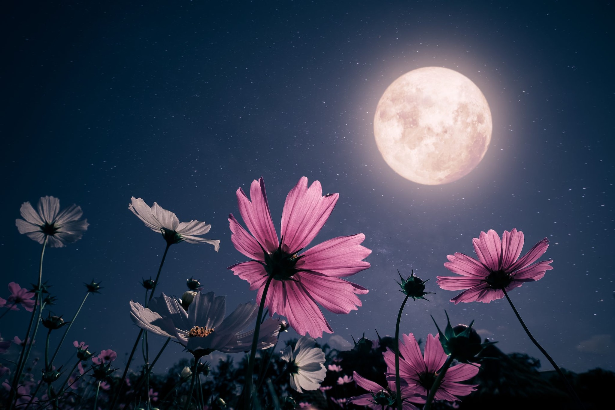 Luna Piena dei Fiori del 1° maggio 2026: a che ora osservare il plenilunio in Italia