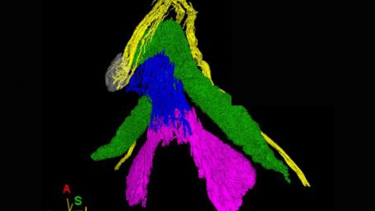Ju Young Lee | Immagine della mappa 3D del clitoride dallo studio "Neuroanatomy of the Cloris"