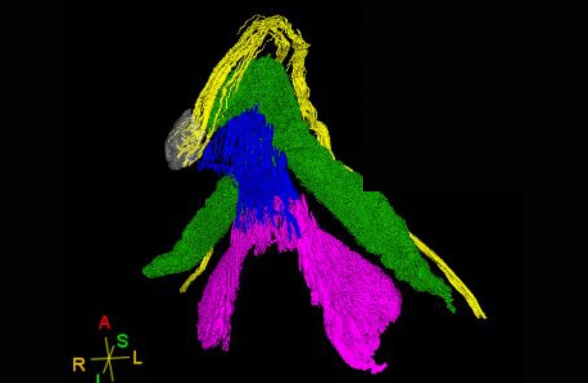 Realizzata la prima mappa 3D del clitoride, lo studio di Ju Young Lee: "Può aiutare le vittime di mutilazioni"