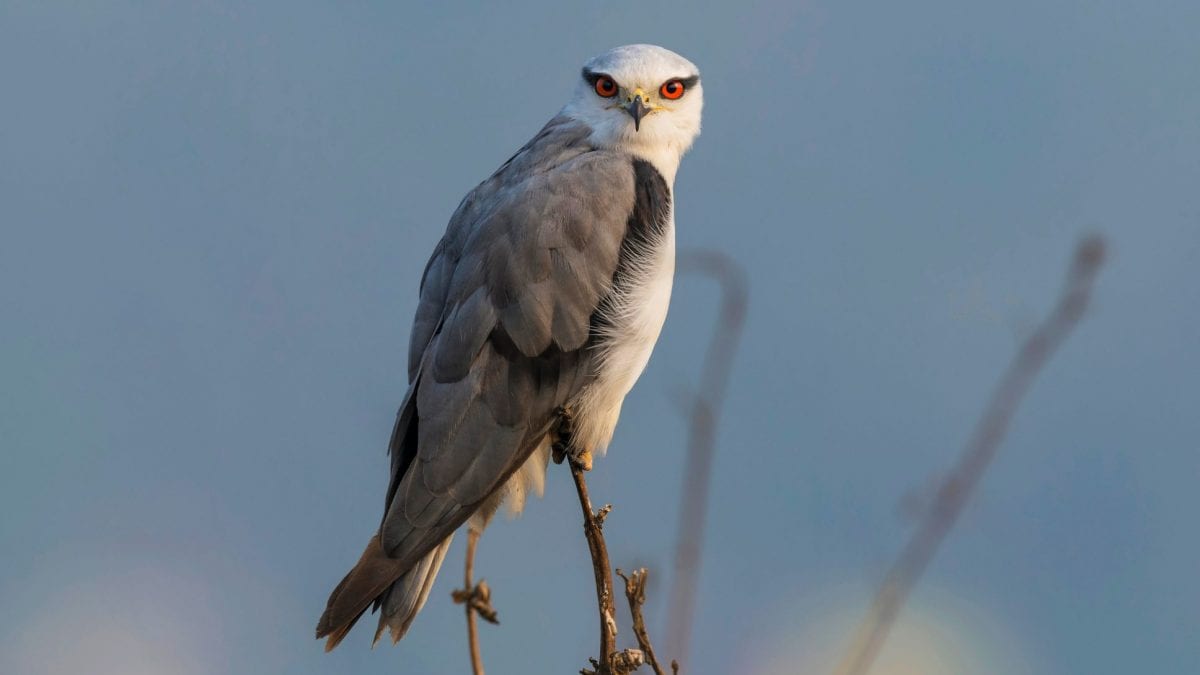 Un nibbio bianco fotografato in India. Credit: iStock