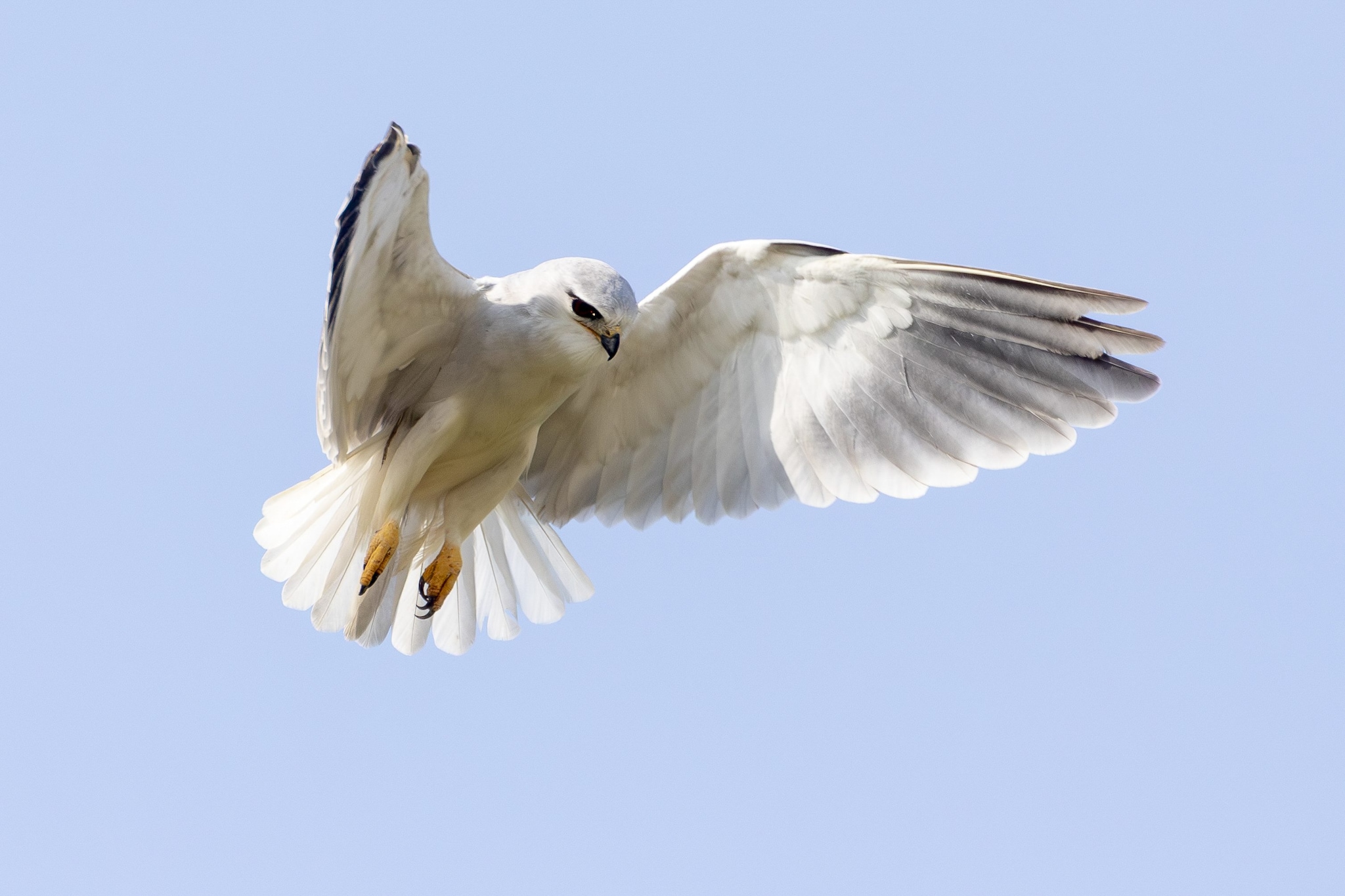 Un nibbio bianco in volo
