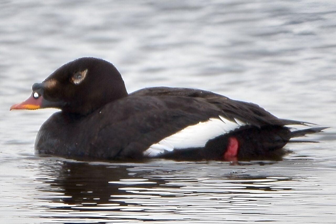 Un orco siberiano. Credit: Wikipedia