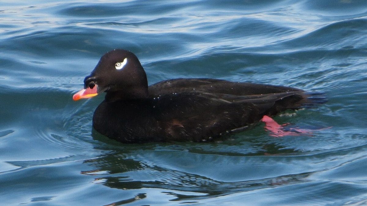 Un orco siberiano (Melanitta stejnegeri), non l’esemplare avvistato alla Foce dell’Isonzo. Credit: Wikipedia/belvedere04