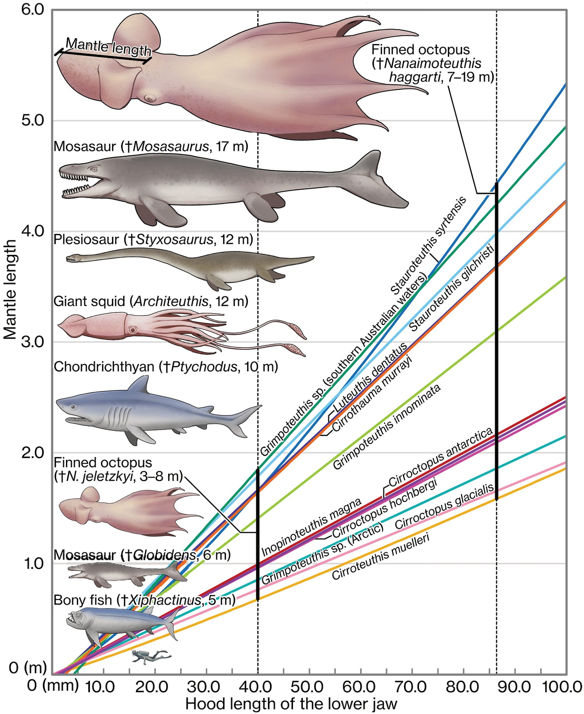 Schema che mette a confronto le dimensioni del polpo gigante con altre creature marine preistoriche e un sub. Credit: Science