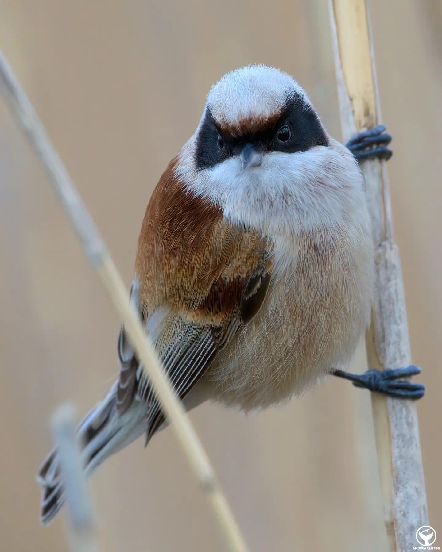 Pendolino. Credit: Andrea Centini