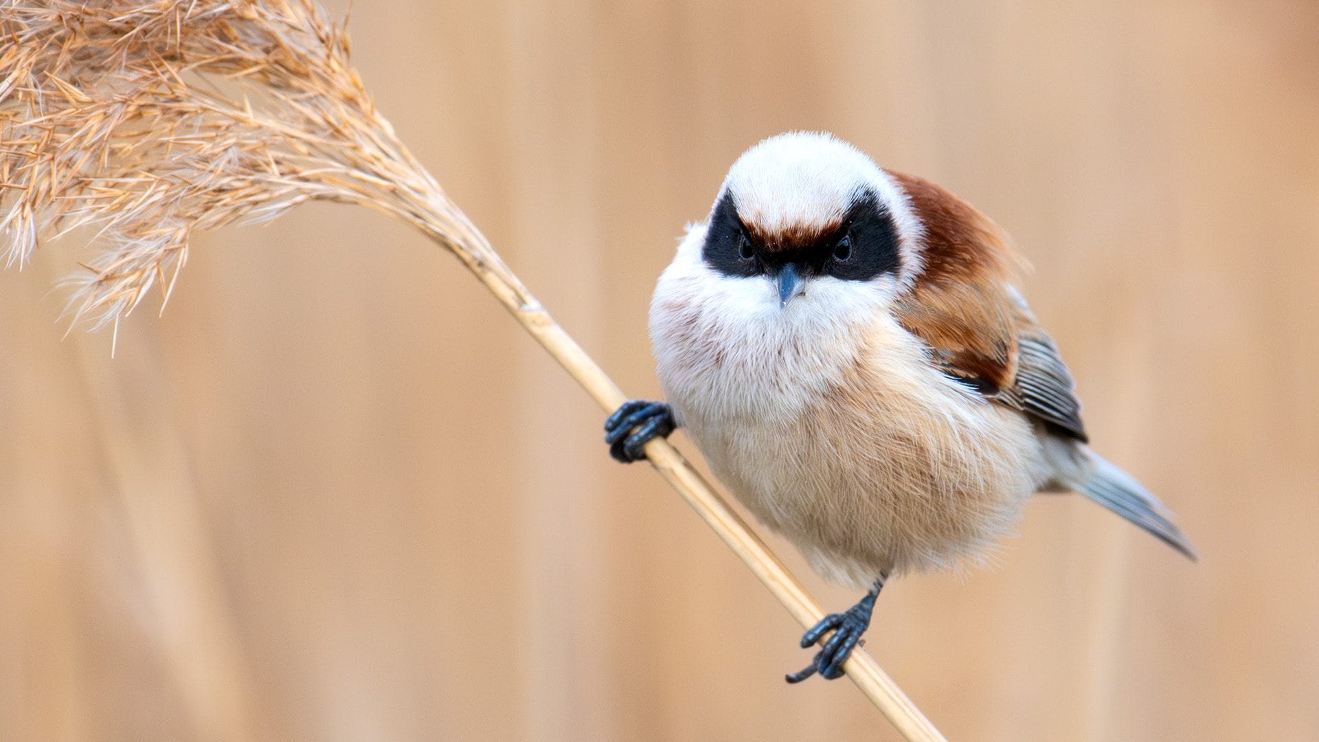 Pendolino. Credit: Andrea Centini