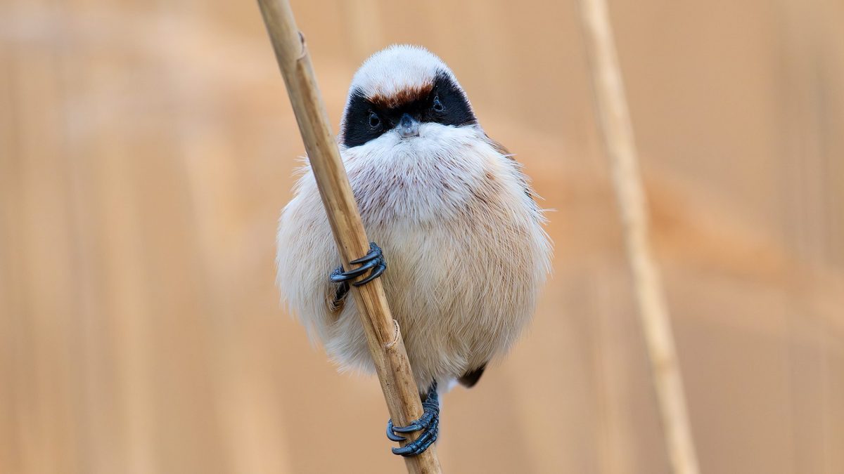 Pendolino, il "folletto" mascherato. Credit: Andrea Centini