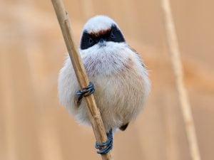Le foto del pendolino, l’uccello ‘mascherato’ che sembra un folletto con la barba: dove vederlo in Italia