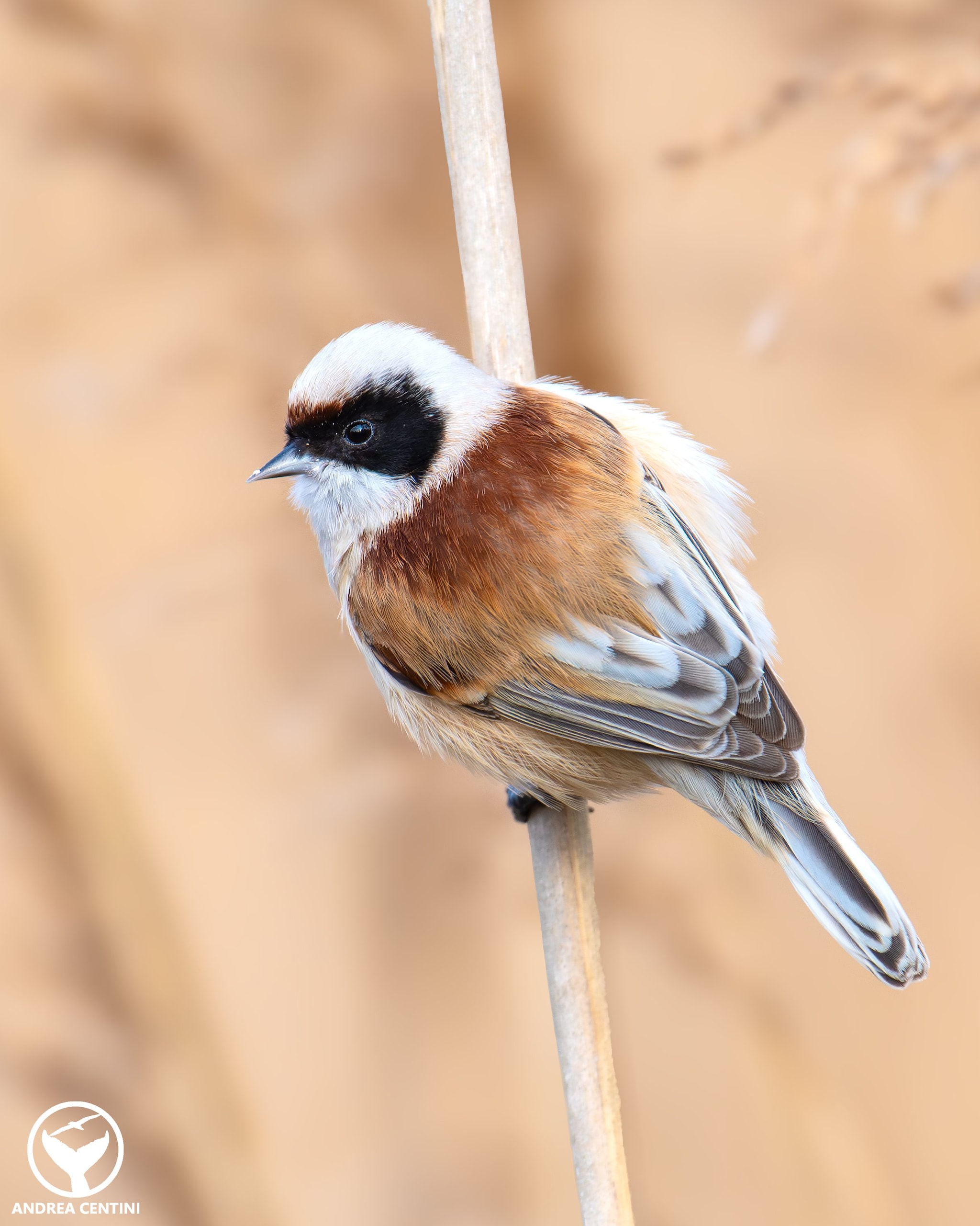 Pendolino. Credit: Andrea Centini