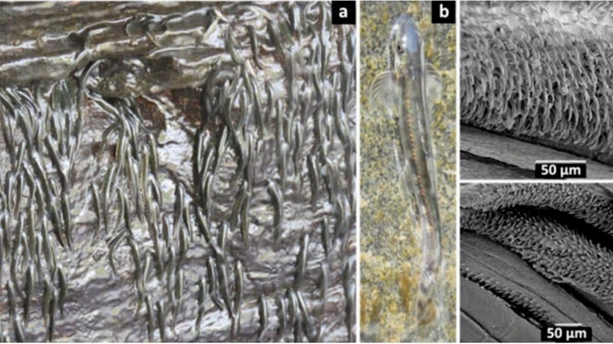 I piccoli pesci africani Parakneria thysi si arrampicano sulla parete della cascata Luvilombo. A destra gli "uncini" che permettono la scalata. Credit: Pacifique Kiwele Mutambala et al./ Scientific Reports