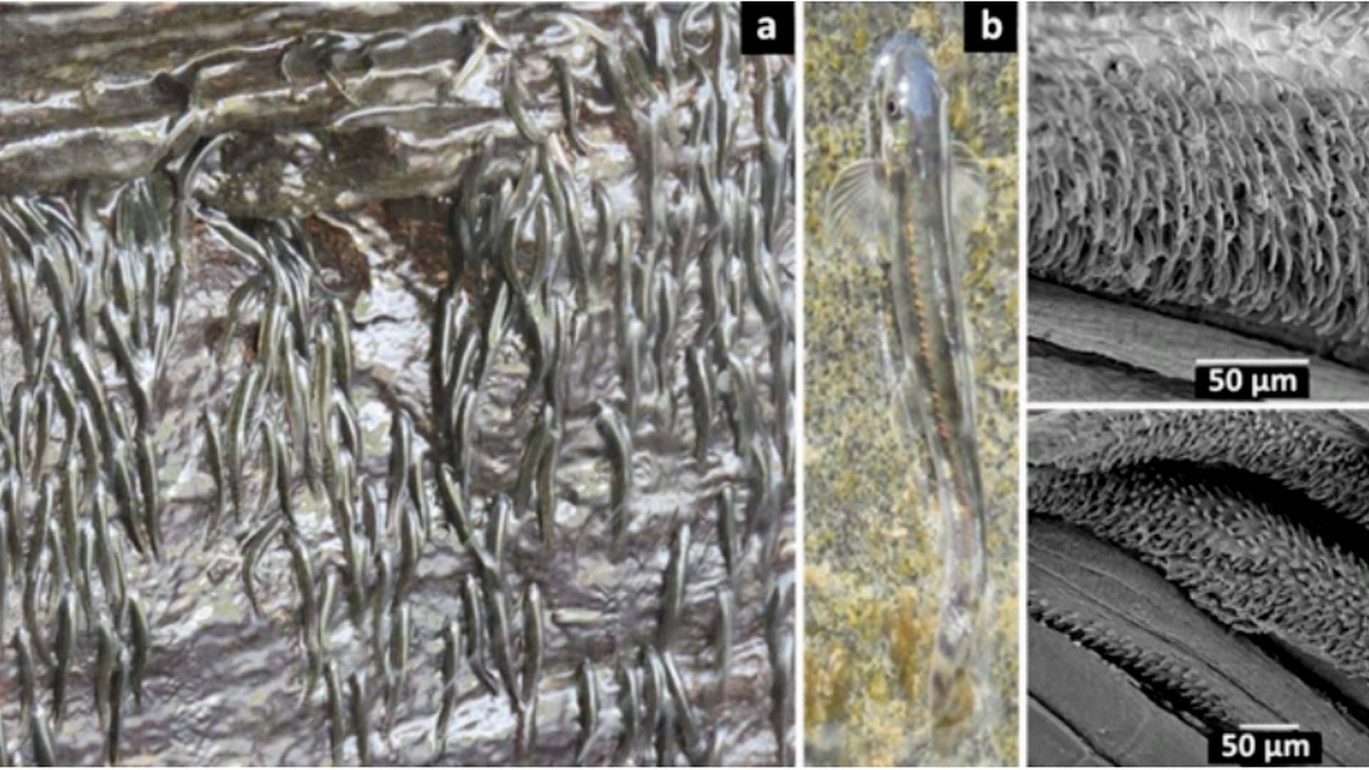 Pesce africano scala pareti di roccia di 15 metri dietro una cascata: filmato per la prima volta