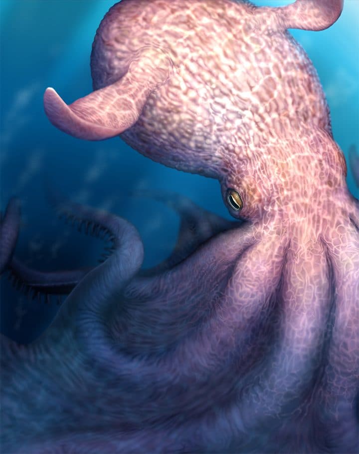 Illustrazione di Nanaimoteuthis haggarti, il polpo gigante del Cretaceo di 19 metri. Credit: Yohei Utsuki/Dipartimento di Scienze della Terra e Planetarie dell’Università di Hokkaido