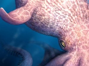 Polpi giganti di 19 metri si celavano negli oceani al tempo dei dinosauri: erano in cima alla catena alimentare