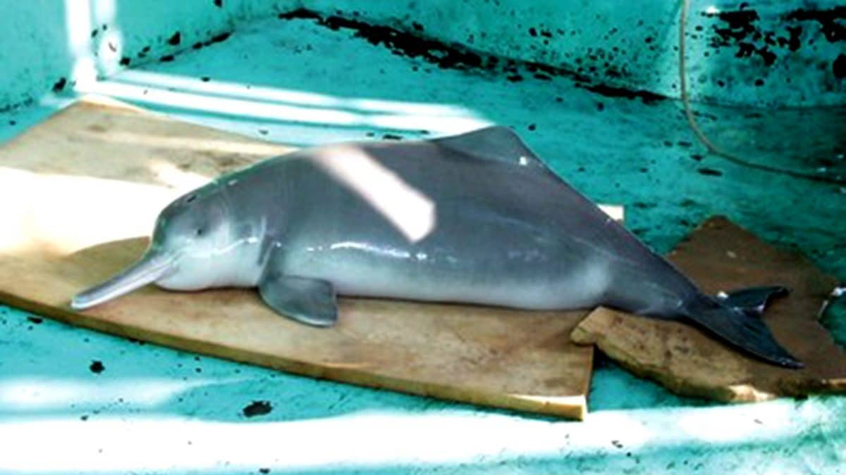 QiQi ultimo baiji Lipotes vexillifer delfino fiume Yangtze Wuhan