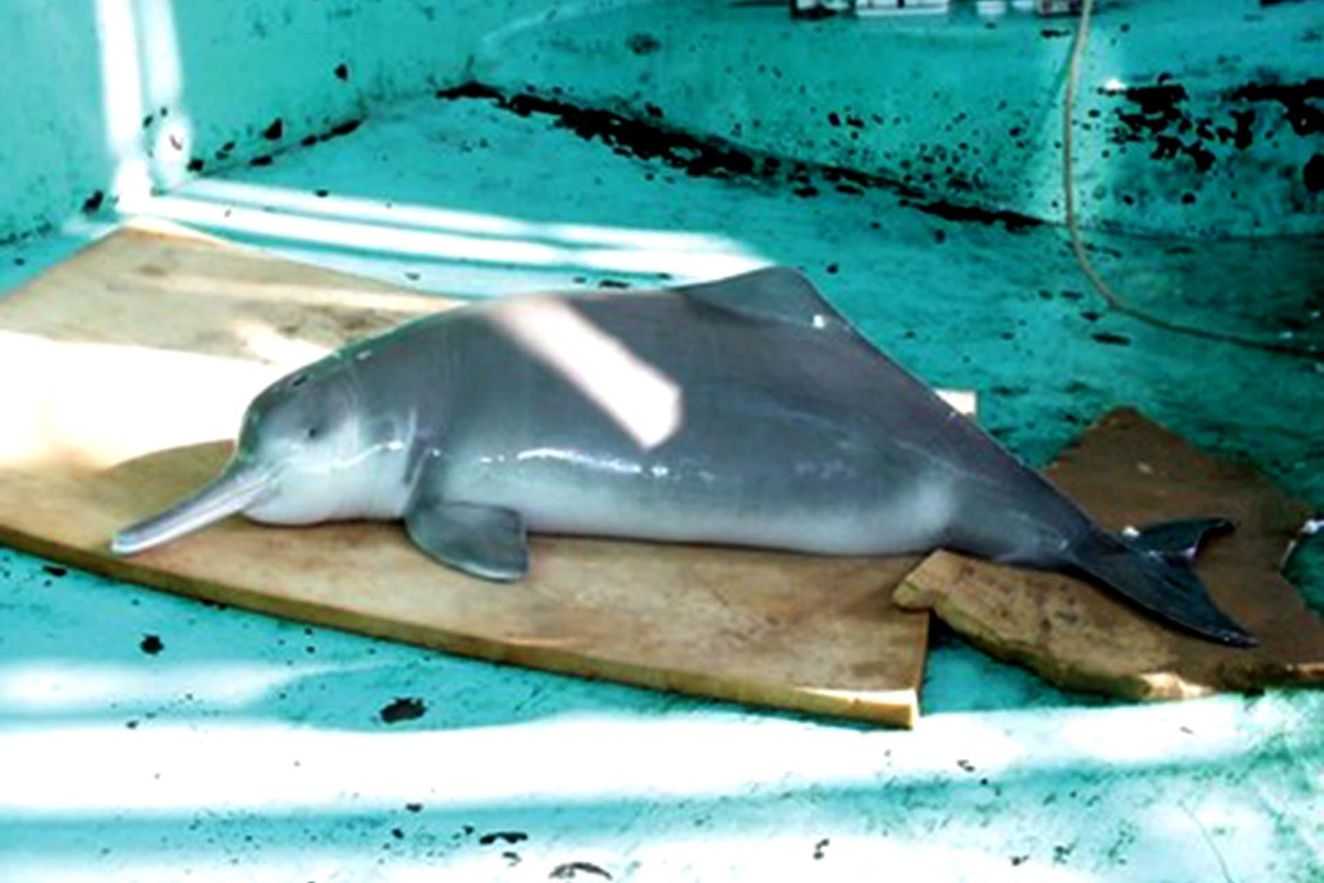 QiQi, l’ultimo baiji morto nel 2002: la storia del delfino dello Yangtze che non siamo riusciti a salvare