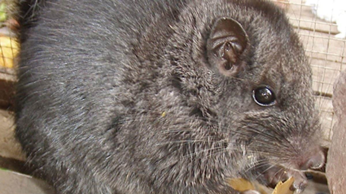 Il ratto delle rocce del Laos (Laonastes aenigmamus), un raro “fossile vivente” appartenente a una famiglia ritenuta estinta da circa 11 milioni di anni. Credit: Jean–Pierre Hugot / Plos One