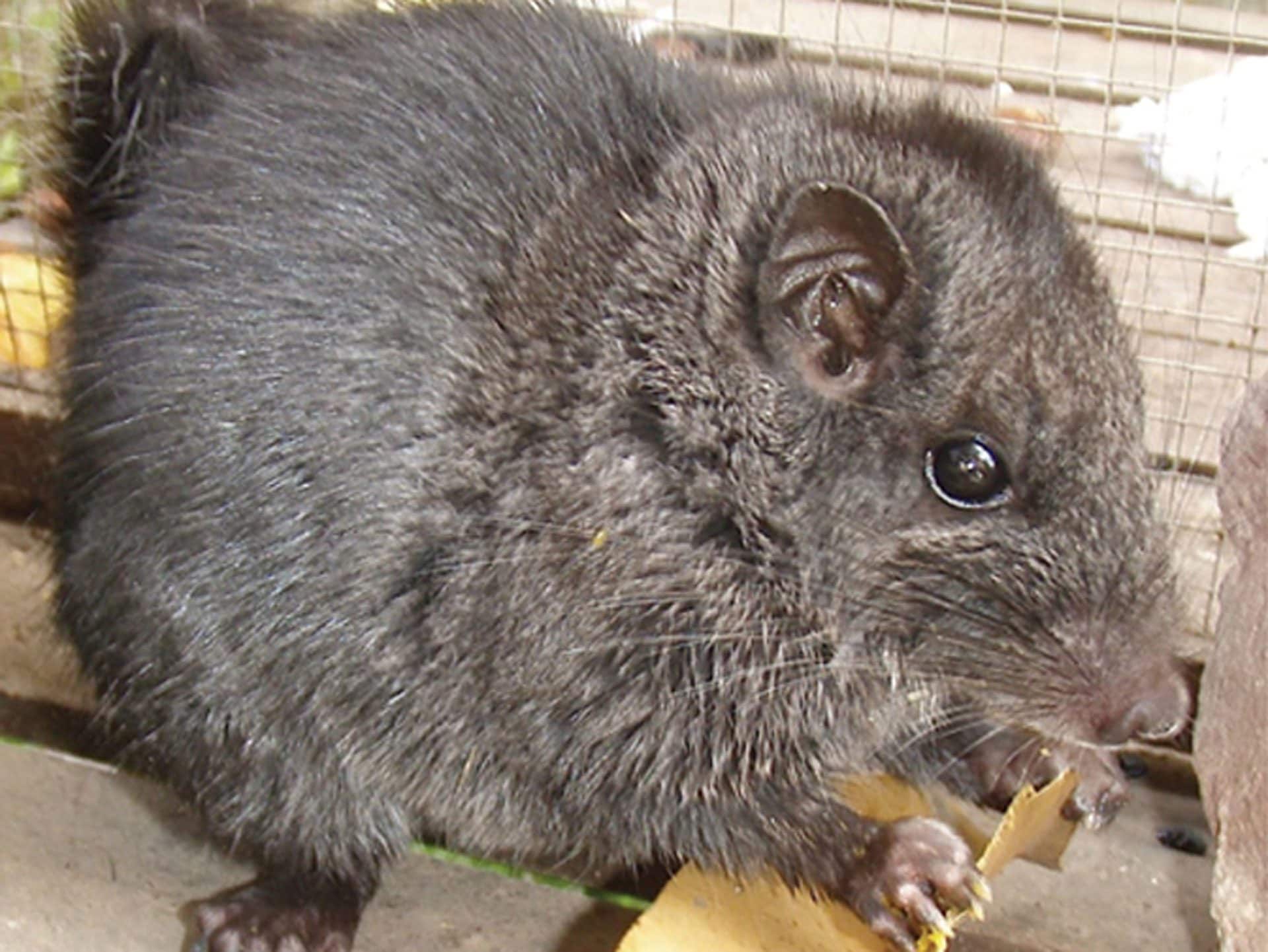 Ratto delle rocce del Laos trovato in vendita al mercato: era una specie ritenuta estinta da 11 milioni di anni