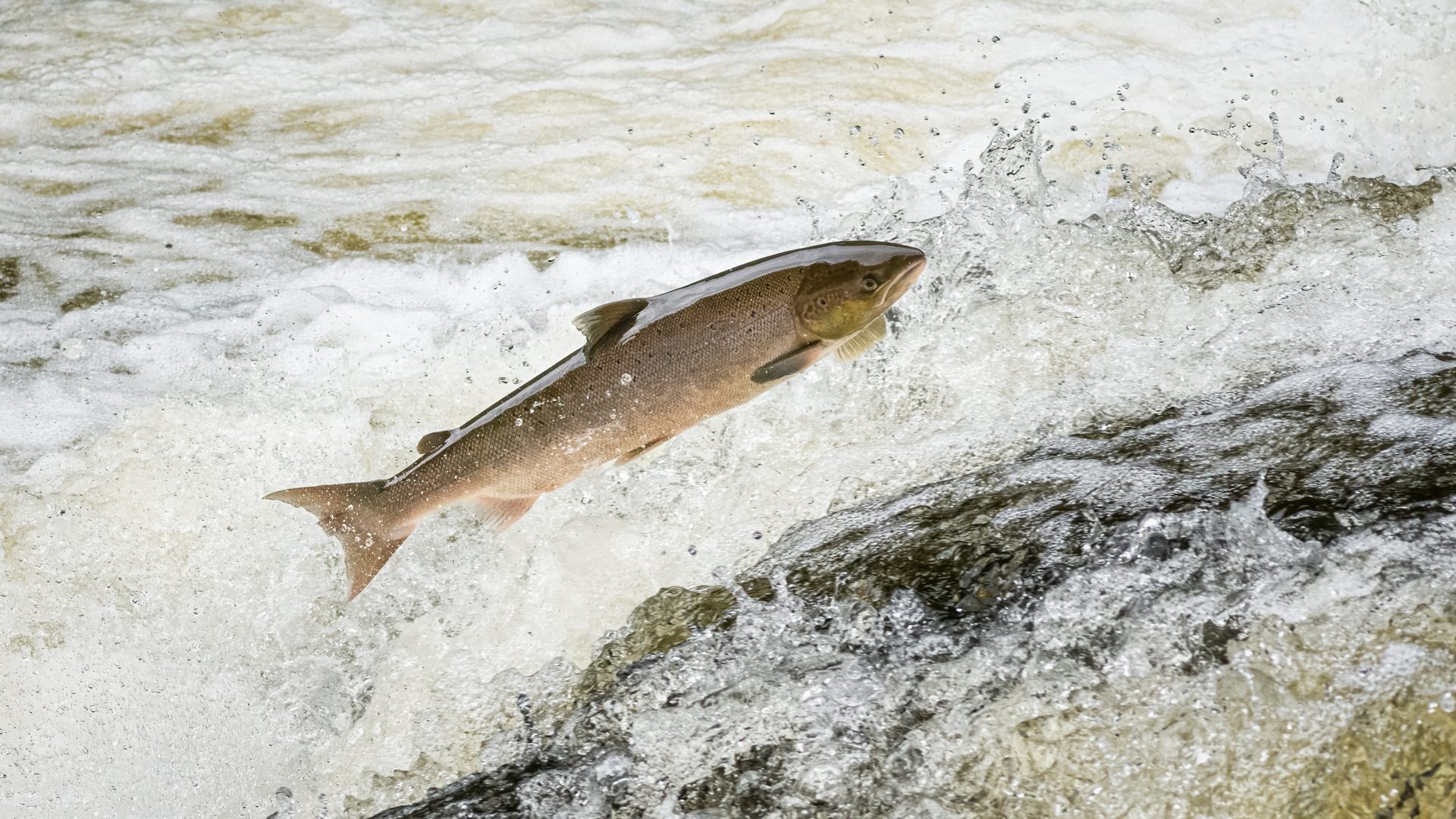 I salmoni drogati con la cocaina mostrano comportamenti anomali: “Fiumi e laghi pieni a causa del consumo umano”