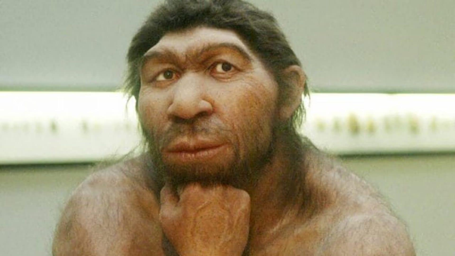 "Le reti sociali hanno contribuito alla scomparsa dei Neanderthal": l'ipotesi dell'Università di Montréal