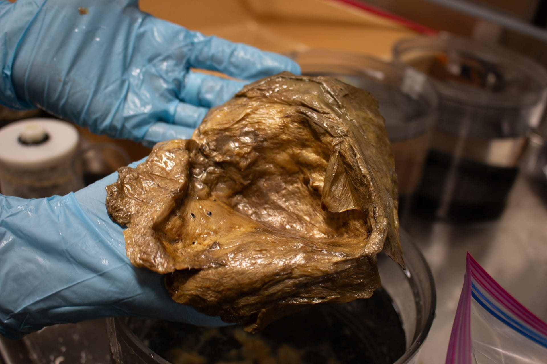 La sfera dorata analizzata nel laboratorio dello Smithsonian, dove è stata catalogata nella collezione di zoologia degli invertebrati. Credit: NOAA Fisheries