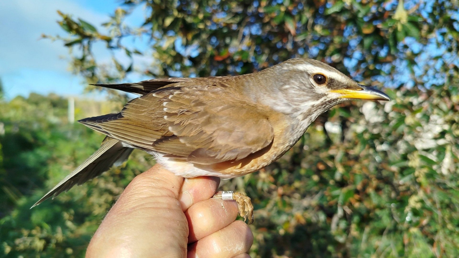 Un rarissimo tordo oscuro inanellato sull'isola di Ventotene: "Si riproduce in Siberia, in Italia è accidentale"