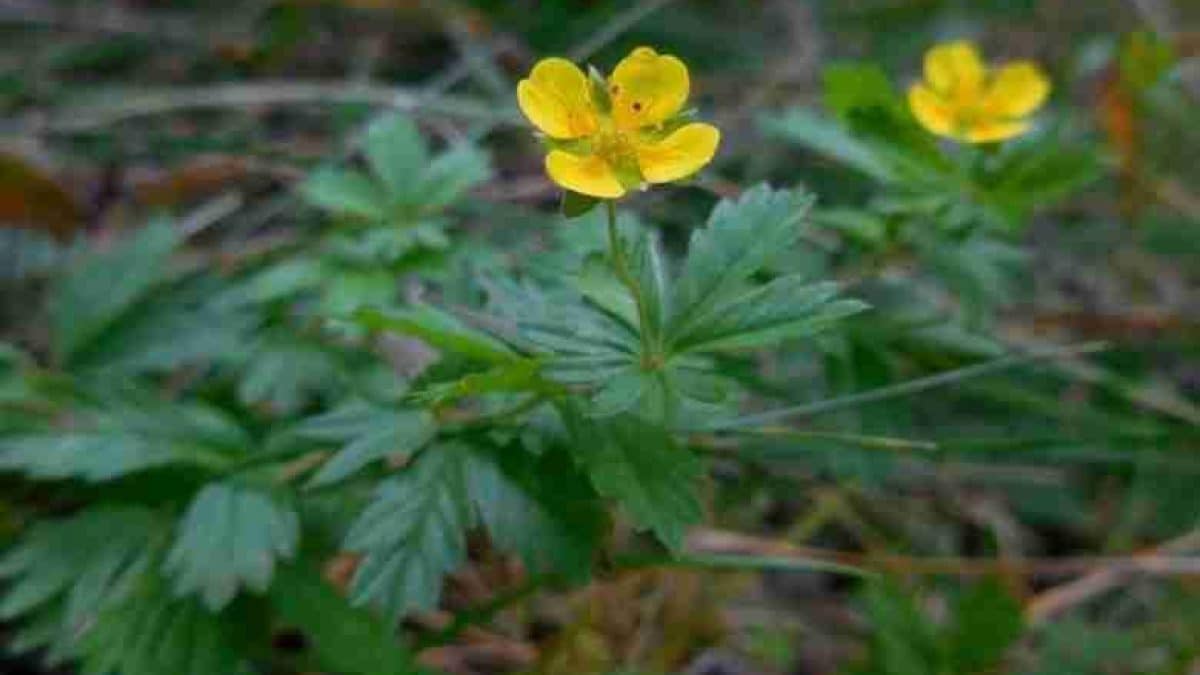 Fiore giallo di tormentilla Potentilla erecta in ambiente naturale