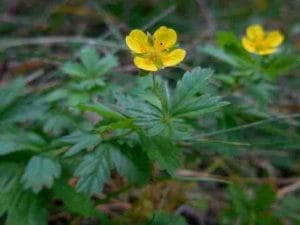 Tormentilla, nel fiore selvatico due composti contro i batteri resistenti: nuovo studio su Microbiology